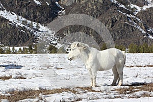 White wild horse is grazed on a snow glade among mountains