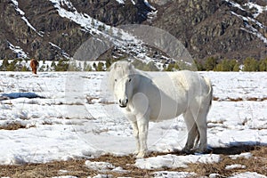 White wild horse is grazed on a snow glade among mountains in th