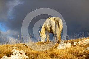 White wild horse grazing grass