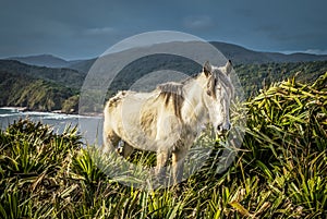 White wild horse photo