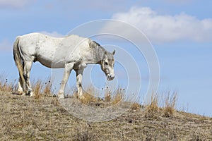 White Wild Horse in Roosevelt National Park