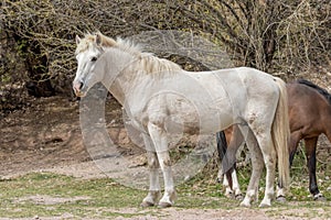 White Wild Horse Stallion