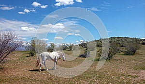 White wild horse stallion walking in the Salt River wild horse management area near Scottsdale Arizona USA