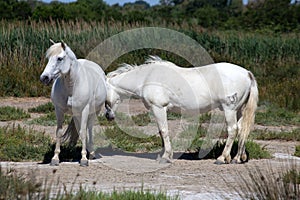 White wild horses of Camargue, France