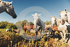 White wild horses and colt in nature reserve in Parc Regional de Camargue