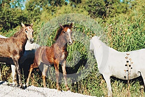 White wild horses of Camargue