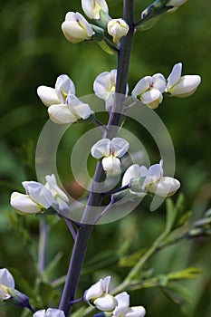 White Wild Indigo  807285