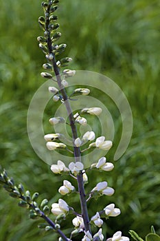 White Wild Indigo   807287