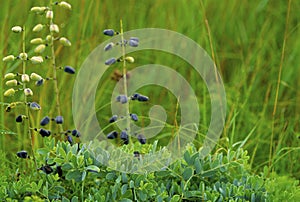 White Wild Indigo Pods  32687