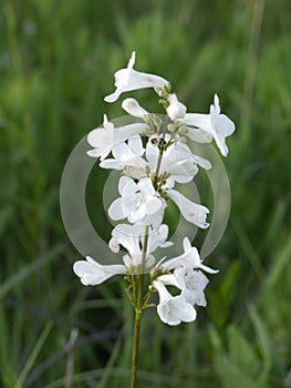 White wild indigo wildflowers in bloom.