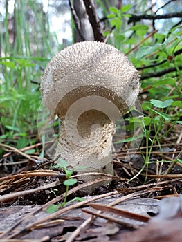 White wild mushroom puffball in the coniferous forest