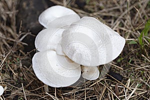 White wild mushrooms in the meadow