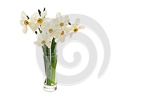 White wild narcissus Narcissus poeticus in glass on a white background with space for text