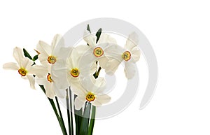 White wild narcissus Narcissus poeticus on white background with space for text