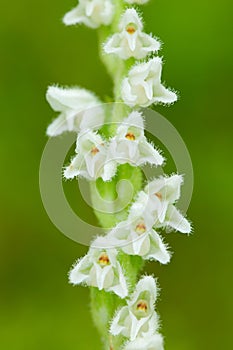 White wild orchid Creeping Lady's-Tresses, Goodyera repens, flowering European terrestrial wild orchid