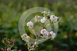 White wild raspberry flowers, selective focus - Rubus idaeus