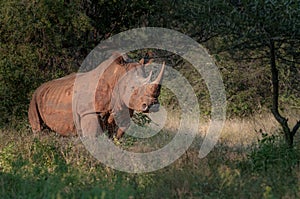 White wild rhinoceros in South Africa