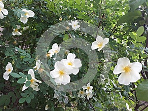 White wild rose in bloom in the spring