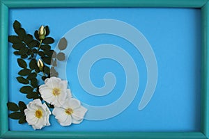 White wild rose on a blue background with frame