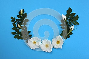 White wild rose on a blue background lined with a wreath