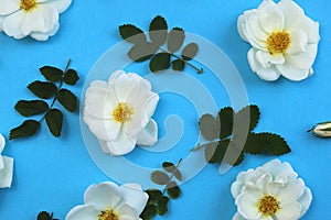 White wild rose flower buds laid out on a table