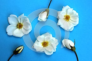 White wild rose flower buds laid out on a table