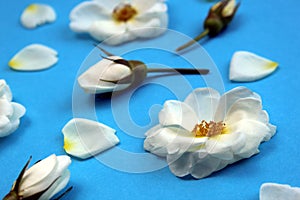 White wild rose flower buds laid out on a table