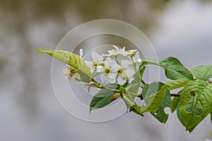 White wild rose flower with a yellow center