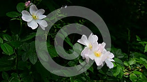 White wild rose flowers in spring