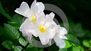 White wild rose flowers in spring