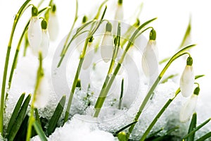 White wild snowdrops covered by snow in early spring