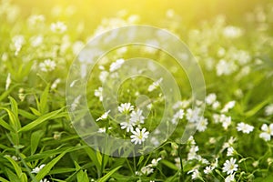White wild spring flowers in grass in yellow sunlight close up. Abstract nature blurred bokeh backgroundWhite wild spring flowers