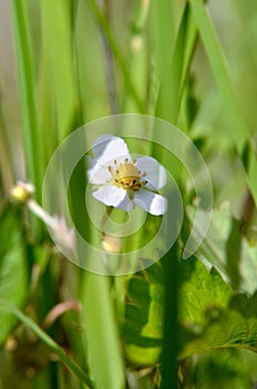 White wild strawberry flower grows among green grass