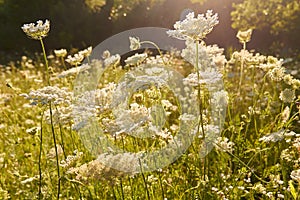 White wild summer flowers on a sun-drenched meadow