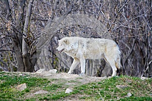 White Wild wolf in a forrest