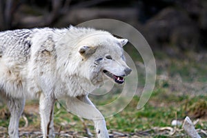 White Wild wolf preparing to attack