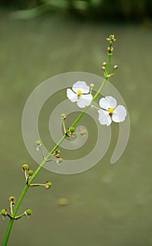 White wildflower