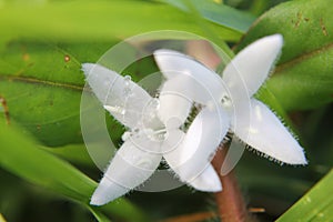 White wildflower