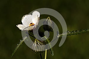 White Wildflower in the Garden