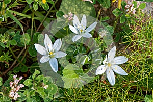 White wildflower Ornithogalum umbellatum, the garden star-of-Bethlehem, grass lily