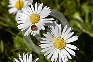 White wildflower in park with ladybug sitting on petal.