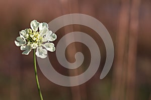 White wildflower Pycnocomon rutifolium Dipsacaceae