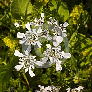 white wildflower Scandix iberica or Venus\' Comb growing in Israel