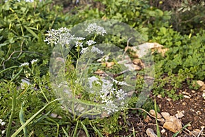 white wildflower Scandix iberica or Venus\' Comb growing in Israel