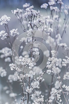 Soft white wildflower seedheads in late autumn against grey and blue background photo