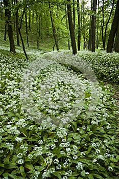 White wildflowers