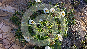 White wildflowers