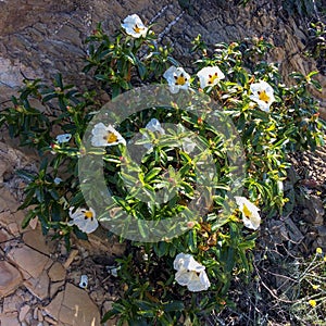 White wildflowers