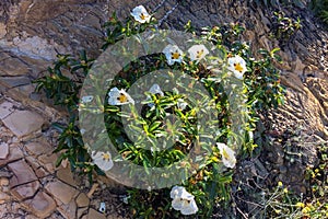 White wildflowers