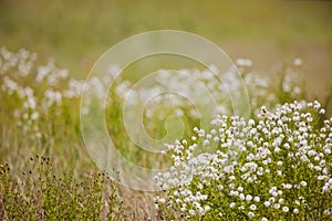 White wildflowers